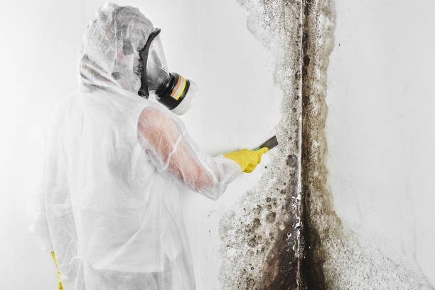 Best Mold Remediation Experts  in Perkasie, PA