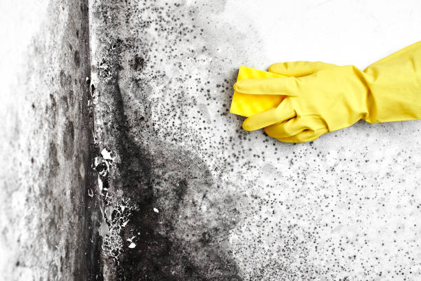 Best Local Mold Removal Service  in Perkasie, PA