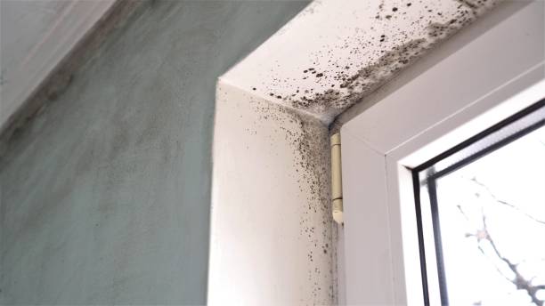 Best Mold Damage Repair  in Perkasie, PA