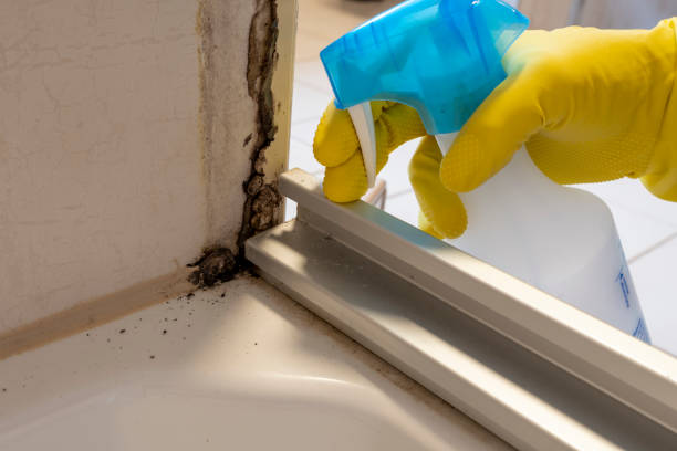Best Commercial Mold Removal  in Perkasie, PA