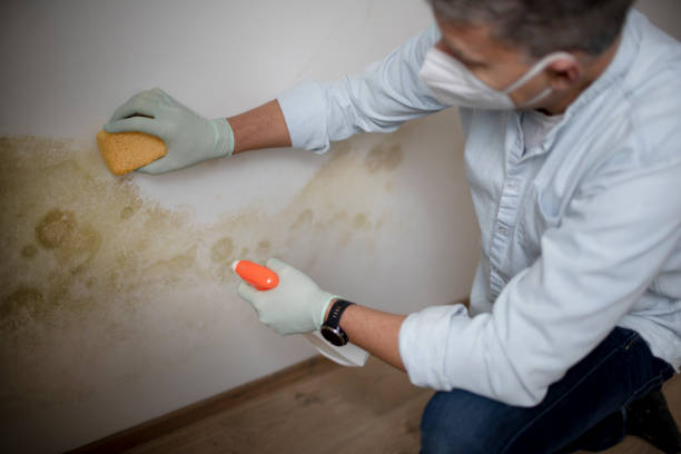 Best Toxic Mold Removal  in Perkasie, PA