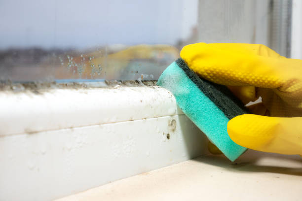 Office Mold Removal Services in Perkasie, PA