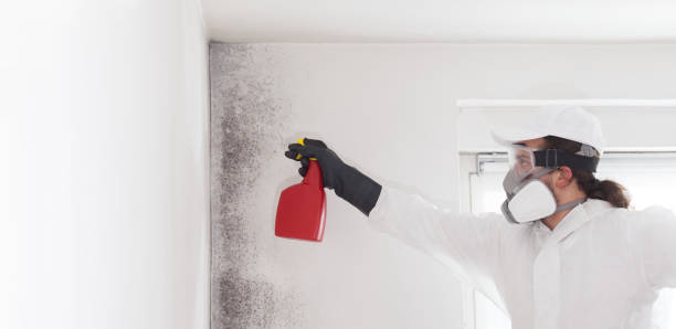 Best Professional Mold Removal  in Perkasie, PA