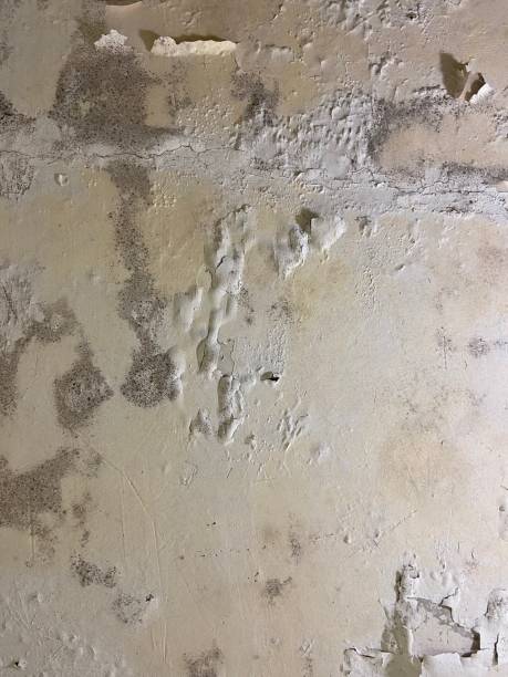 Best Fast Mold Removal  in Perkasie, PA