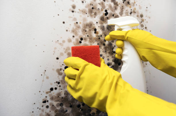 Professional Mold Removal in Perkasie, PA