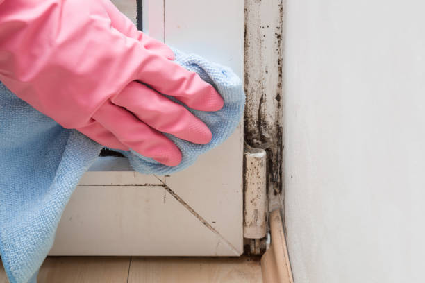 Best Certified Mold Removal  in Perkasie, PA