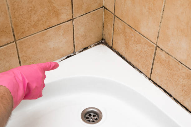 Best Commercial Mold Removal  in Perkasie, PA