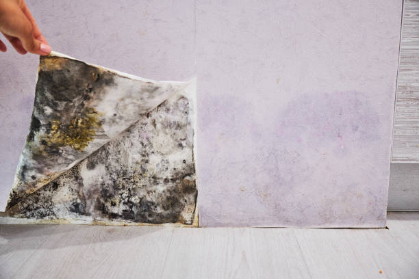 Best Mold Testing  in Perkasie, PA